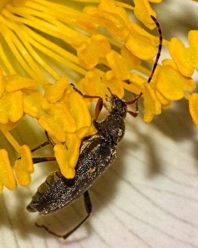 Grammoptera ruficornis